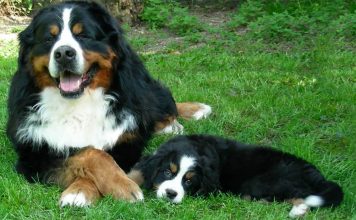 5 cose da sapere sul bovaro del bernese