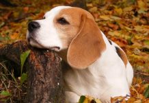 Beagle: carattere, allevamenti e prezzo