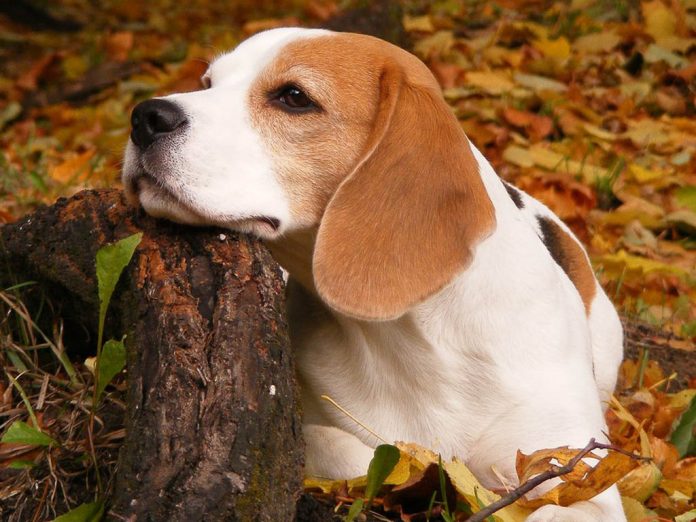 Beagle: carattere, allevamenti e prezzo