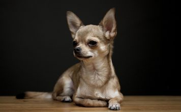 Chihuahua: carattere, prezzo, allevamenti