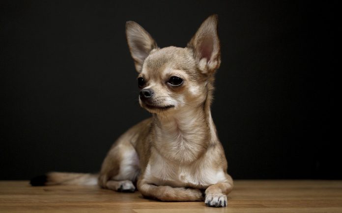 Chihuahua: carattere, prezzo, allevamenti