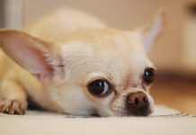 Chihuahua: carattere e prezzo
