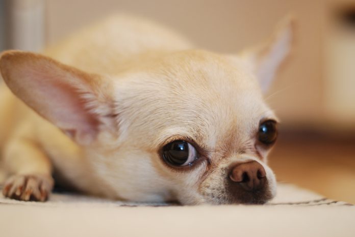 Chihuahua: carattere e prezzo