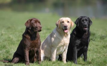 Labrador Retriever: carattere, allevamenti e prezzo