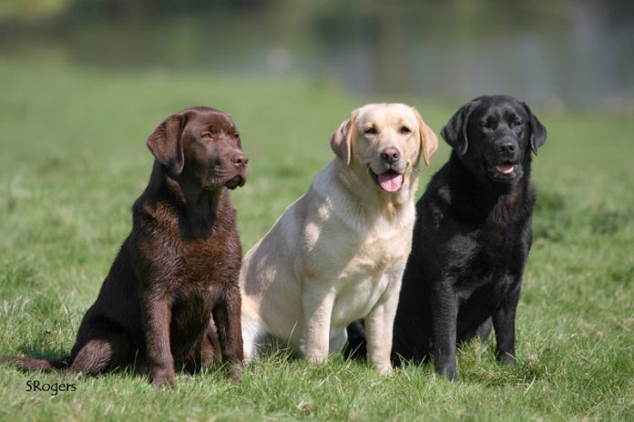 Labrador Retriever: carattere, allevamenti e prezzo