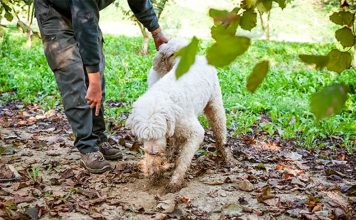 Come organizzarsi per una piacevole giornata a tartufi con in Lagotto Romagnolo