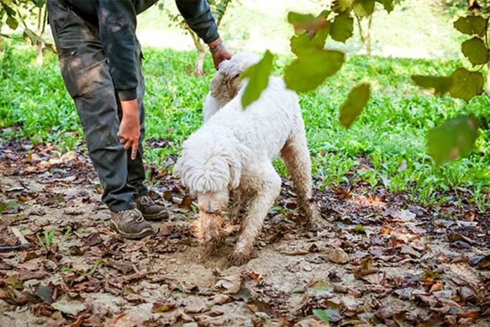 Come organizzarsi per una piacevole giornata a tartufi con in Lagotto Romagnolo