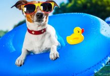 Vacanze pet-friendly, consigli per le vacanze con Fido