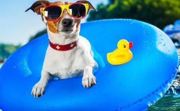 Vacanze pet-friendly, consigli per le vacanze con Fido