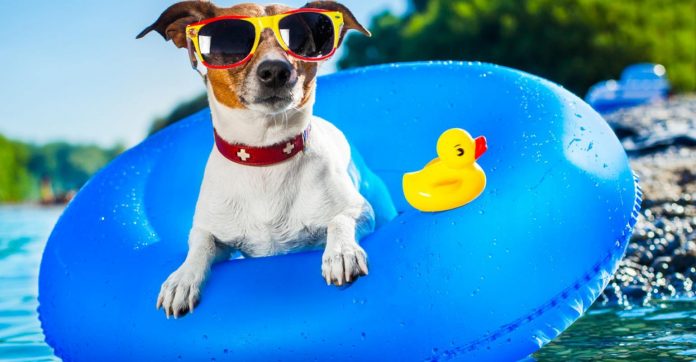 Vacanze pet-friendly, consigli per le vacanze con Fido