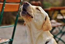 5 comandi che potete insegnare al vostro Labrador