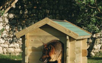 Come scegliere la cuccia giusta per il tuo cucciolo