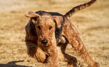 Rottura del legamento crociato anteriore nel cane