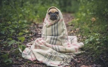 assicurazione cane