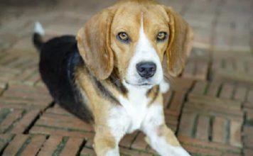 cane sdraiato