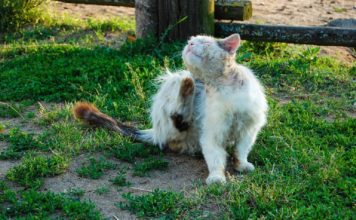 antiparassitari gatti