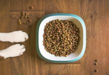 cibo per cani