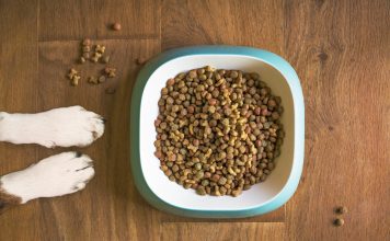 cibo per cani